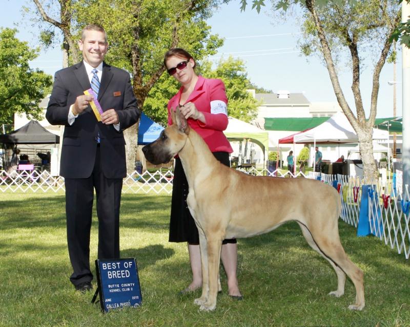 GCH Kiss - Best of Breed