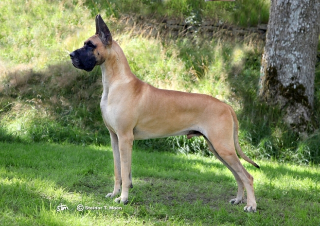 Sire