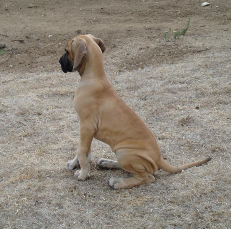 8 weeks old-sitting