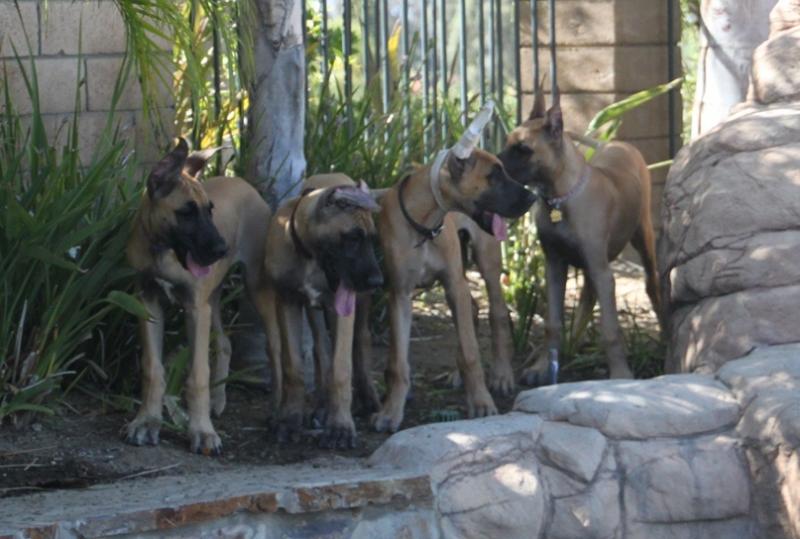 Pups 3 months old-July 28